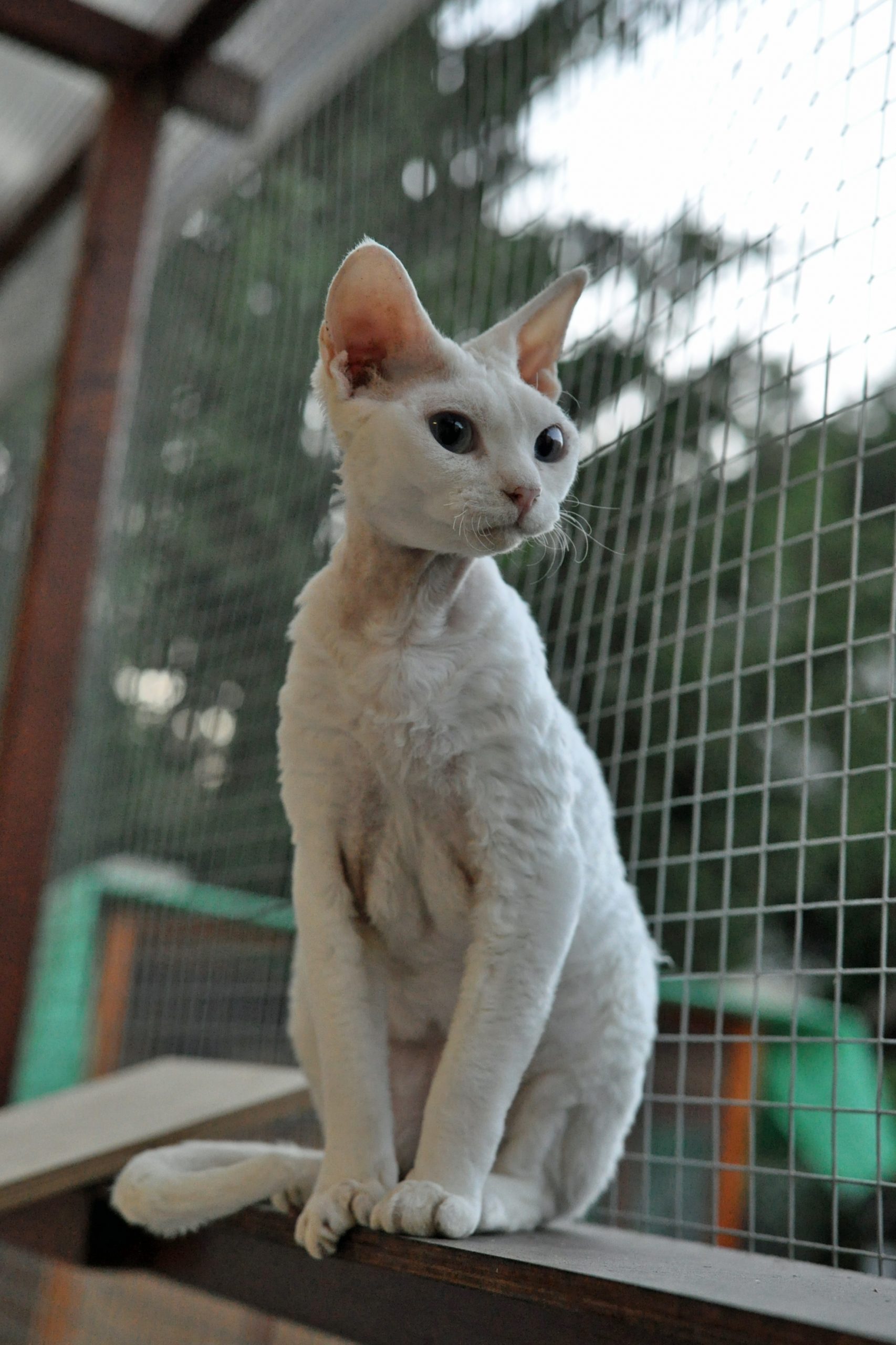 Cornish rex